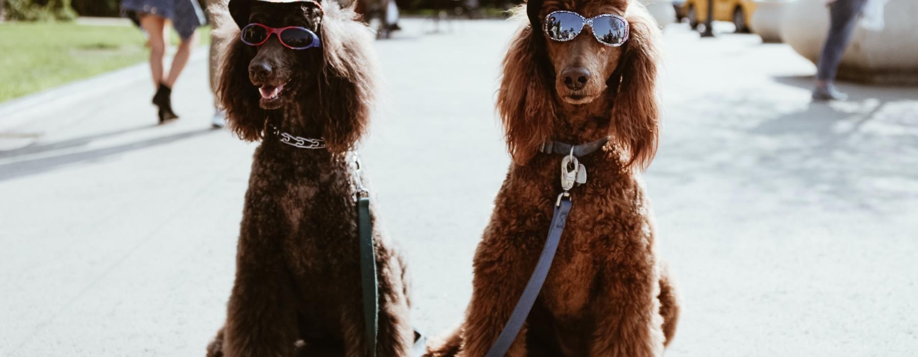 two dogs wearing sunglasses